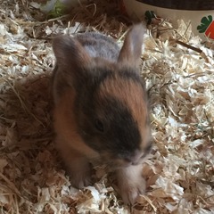 Help my rabbit is giving birth to a surprise litter!