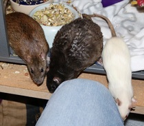 to ask that if you are thinking of getting a pet, to read this first