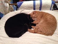 3yo cat: kidney problems