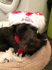 Happy Christmas pics!