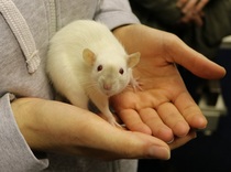 to ask that if you are thinking of getting a pet, to read this first