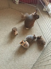 Help my rabbit is giving birth to a surprise litter!