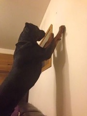 Tell us about (or show us!) the funniest places you've found your pet for a chance to win a Christmas hamper worth £100 and a copy of Oi Frog! by Kes Gray and Jim Field.