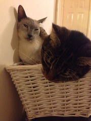 Tell us about (or show us!) the funniest places you've found your pet for a chance to win a Christmas hamper worth £100 and a copy of Oi Frog! by Kes Gray and Jim Field.