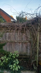 Can I share with you what happened to this clematis?