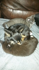 To ask if your pets are "friends"?