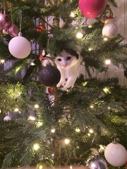 Tell us about (or show us!) the funniest places you've found your pet for a chance to win a Christmas hamper worth £100 and a copy of Oi Frog! by Kes Gray and Jim Field.