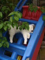 Tell us about (or show us!) the funniest places you've found your pet for a chance to win a Christmas hamper worth £100 and a copy of Oi Frog! by Kes Gray and Jim Field.