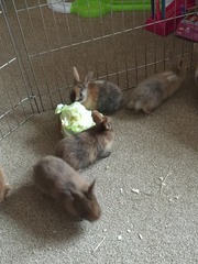 Help my rabbit is giving birth to a surprise litter!