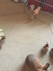 Help my rabbit is giving birth to a surprise litter!