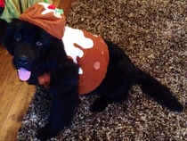 Share your Christmas Fancy Dress ideas with Snazaroo - £300 Love2Shop voucher prize draw!NOW CLOSED