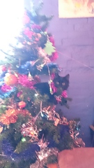 Tell us about (or show us!) the funniest places you've found your pet for a chance to win a Christmas hamper worth £100 and a copy of Oi Frog! by Kes Gray and Jim Field.