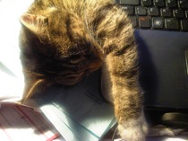 Tell us about (or show us!) the funniest places you've found your pet for a chance to win a Christmas hamper worth £100 and a copy of Oi Frog! by Kes Gray and Jim Field.