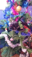 Tell us about (or show us!) the funniest places you've found your pet for a chance to win a Christmas hamper worth £100 and a copy of Oi Frog! by Kes Gray and Jim Field.