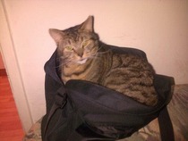 Tell us about (or show us!) the funniest places you've found your pet for a chance to win a Christmas hamper worth £100 and a copy of Oi Frog! by Kes Gray and Jim Field.