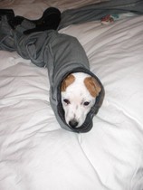 Tell us about (or show us!) the funniest places you've found your pet for a chance to win a Christmas hamper worth £100 and a copy of Oi Frog! by Kes Gray and Jim Field.