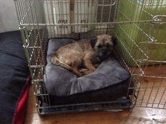 Rescue dog weeing in the house when I go upstairs.