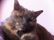 Kitty's past/passed