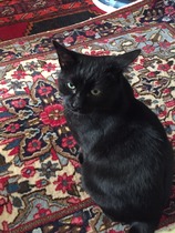 Do you remember William the rescue cat?