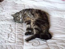 Look at my Precious Baby Fur Princess