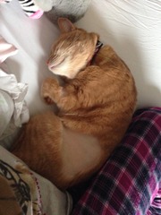 How to keep shaved!cat warm while fur grows back?