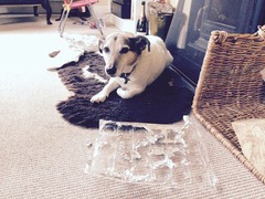 What's the cheekiest or most mischievous adventure your pet has had at Christmas? Share it with MORE TH>N: chance to win £300! NOW CLOSED