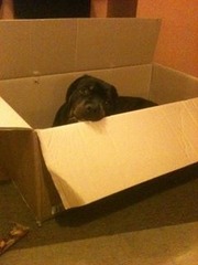 Tell us about (or show us!) the funniest places you've found your pet for a chance to win a Christmas hamper worth £100 and a copy of Oi Frog! by Kes Gray and Jim Field.