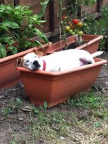 Tell us about (or show us!) the funniest places you've found your pet for a chance to win a Christmas hamper worth £100 and a copy of Oi Frog! by Kes Gray and Jim Field.