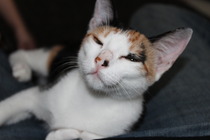 Kittens. Come and share your photos!