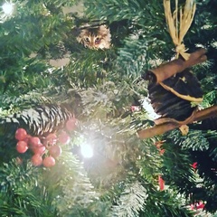 Tell us about (or show us!) the funniest places you've found your pet for a chance to win a Christmas hamper worth £100 and a copy of Oi Frog! by Kes Gray and Jim Field.