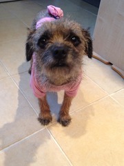 Tell me everything there is to know about Border Terriers!