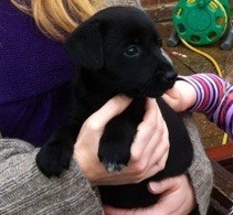 I understand that puppies are hard work but in what way?