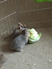 Help my rabbit is giving birth to a surprise litter!