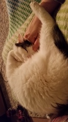 Look at my Precious Baby Fur Princess