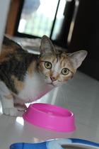 Kittens. Come and share your photos!