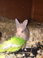 Help my rabbit is giving birth to a surprise litter!