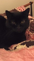 Ollie and cat flu