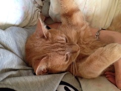 3yo cat: kidney problems