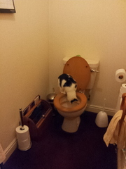 Tell us about (or show us!) the funniest places you've found your pet for a chance to win a Christmas hamper worth £100 and a copy of Oi Frog! by Kes Gray and Jim Field.