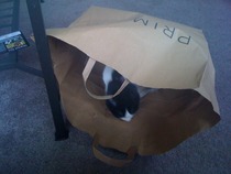 Tell us about (or show us!) the funniest places you've found your pet for a chance to win a Christmas hamper worth £100 and a copy of Oi Frog! by Kes Gray and Jim Field.