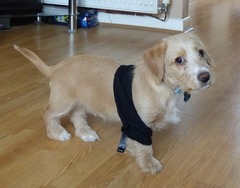 Tell us about (or show us!) the funniest places you've found your pet for a chance to win a Christmas hamper worth £100 and a copy of Oi Frog! by Kes Gray and Jim Field.