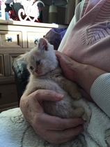 New kitten