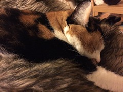 Look at my Precious Baby Fur Princess