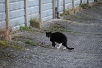 Kitty's past/passed