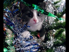 Tell us about (or show us!) the funniest places you've found your pet for a chance to win a Christmas hamper worth £100 and a copy of Oi Frog! by Kes Gray and Jim Field.