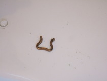 What has happened to my taps?