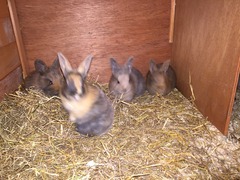 Help my rabbit is giving birth to a surprise litter!