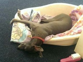 whippet puppy