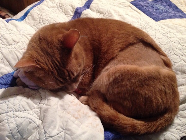 Hurrah! (Fur regrowth...)