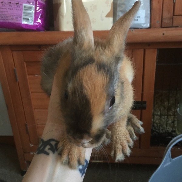 Help my rabbit is giving birth to a surprise litter!